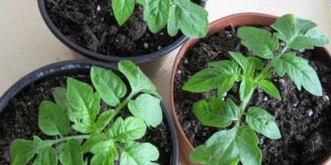 Šta učiniti ako sadnice paradajza ne rastu dobro nakon branja